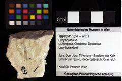 Foto (Objket + Etiketten) von Lecythocaris sp. 